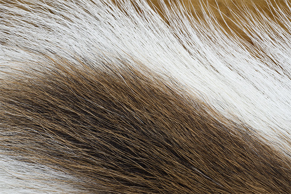 VENIARD Bucktail Whole - Fluo White