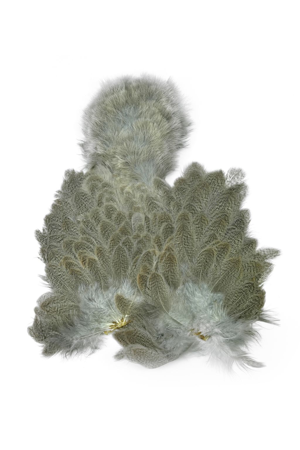 WHITING Brahma Hen SH/C, Mottled Grey