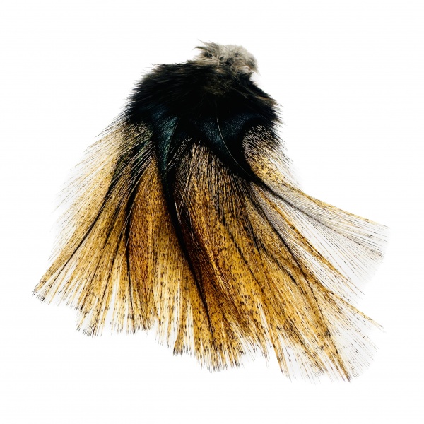 Fasna Coq de Leon - flor de escoba amarillo