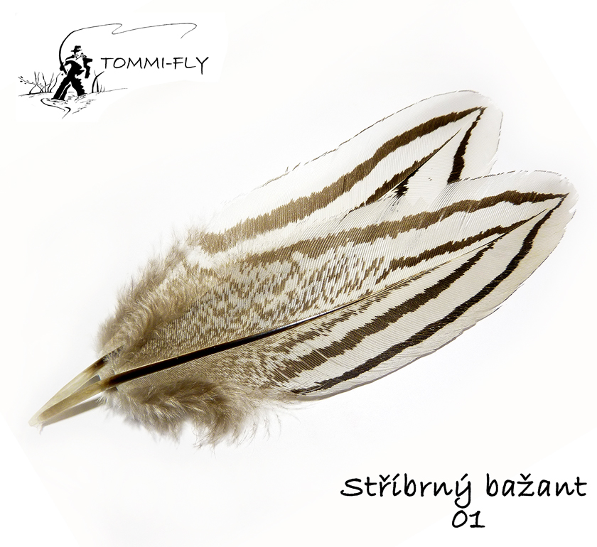 PEŘÍ STŘÍBRNÉHO BAŽANTA - šedé
