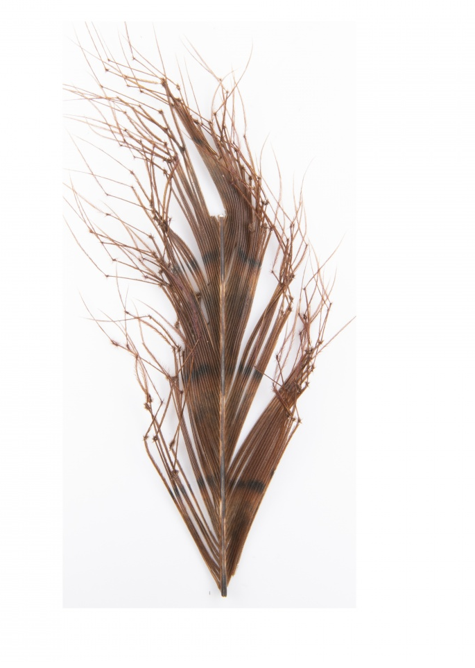 Semperfli Pheasant Knotted Cranefly Legs Natural