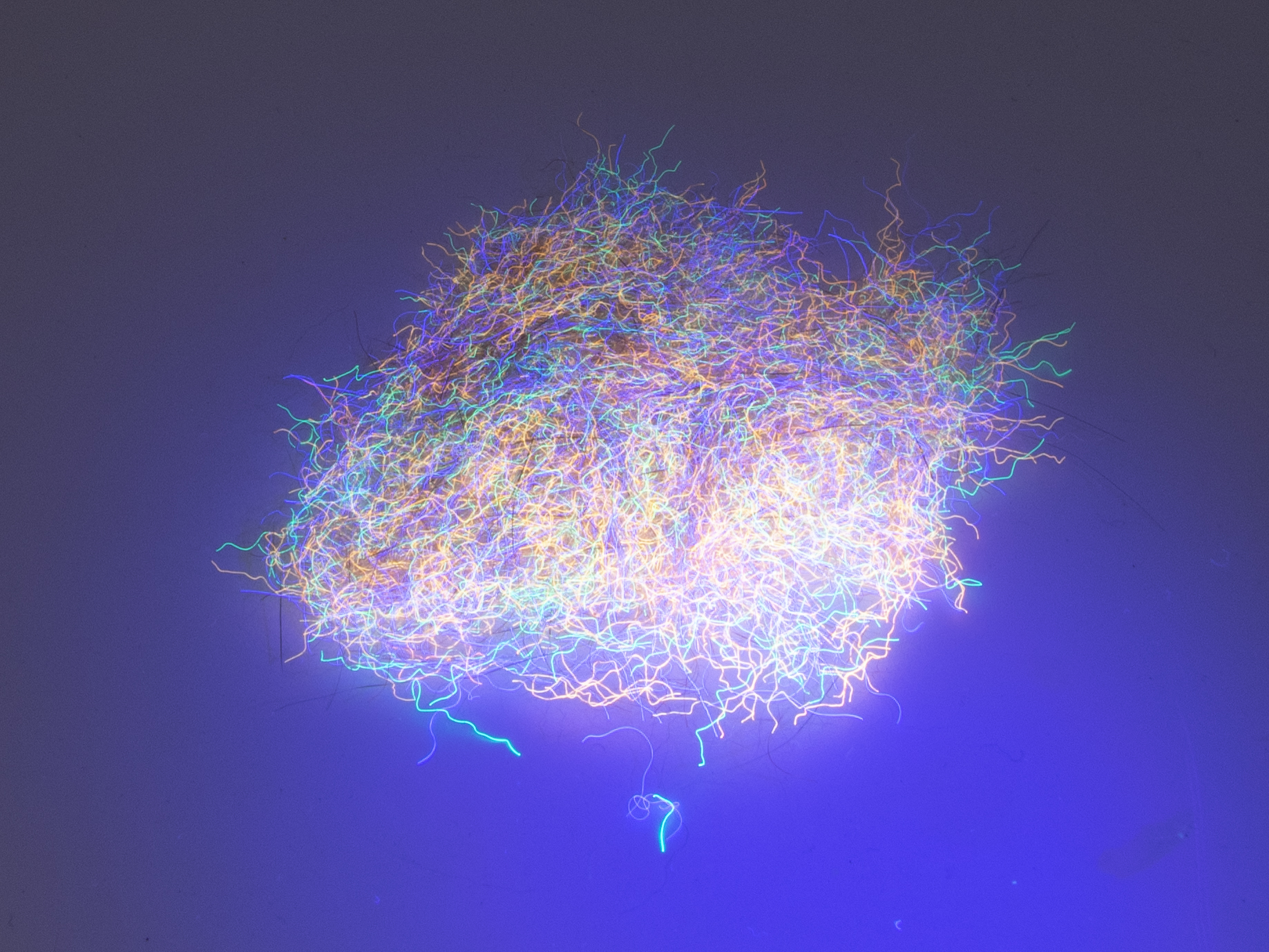 Nuclear Nymph Dubbing - Tan Orange