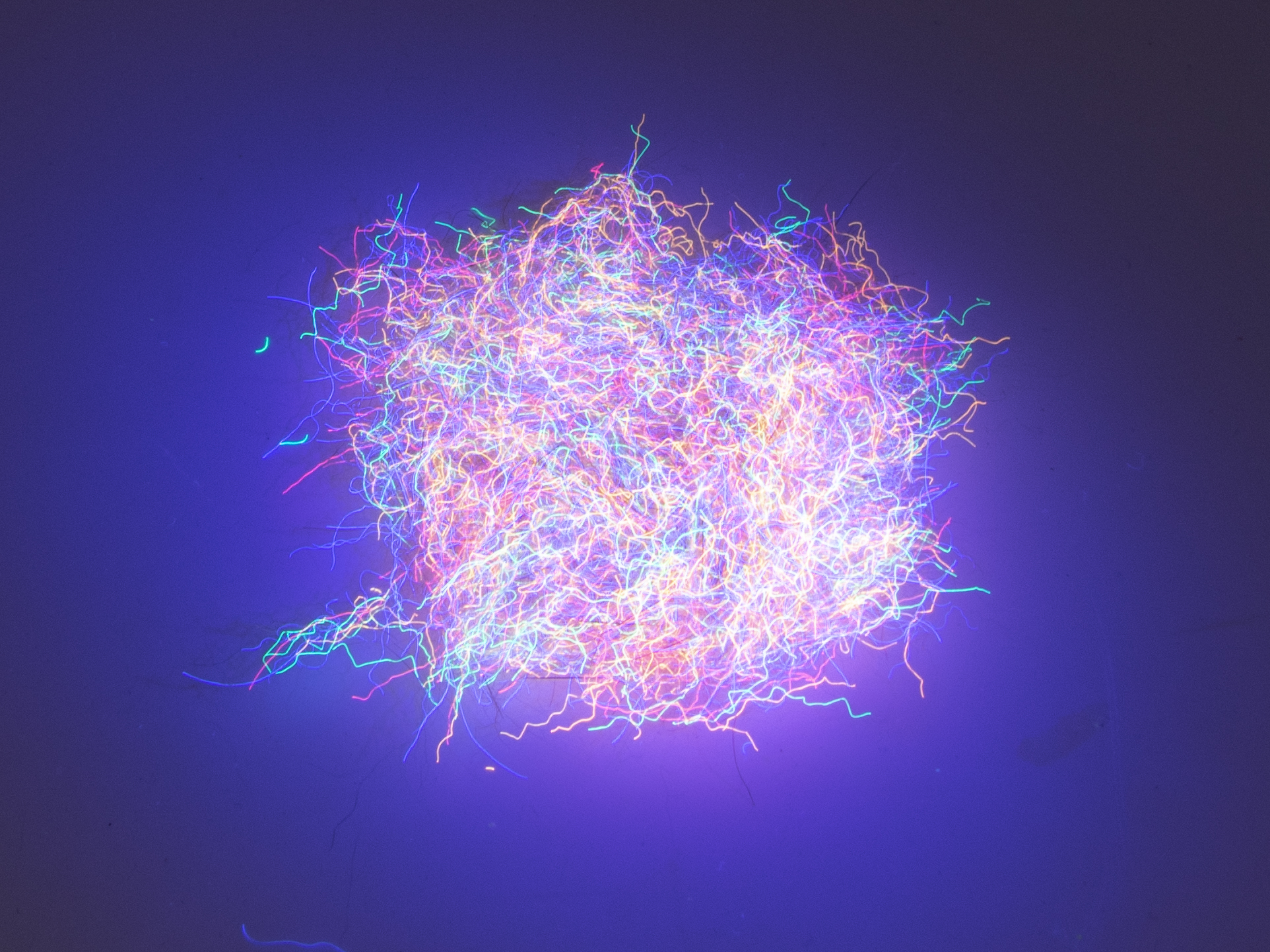 Nuclear Nymph Dubbing - Tan Rose