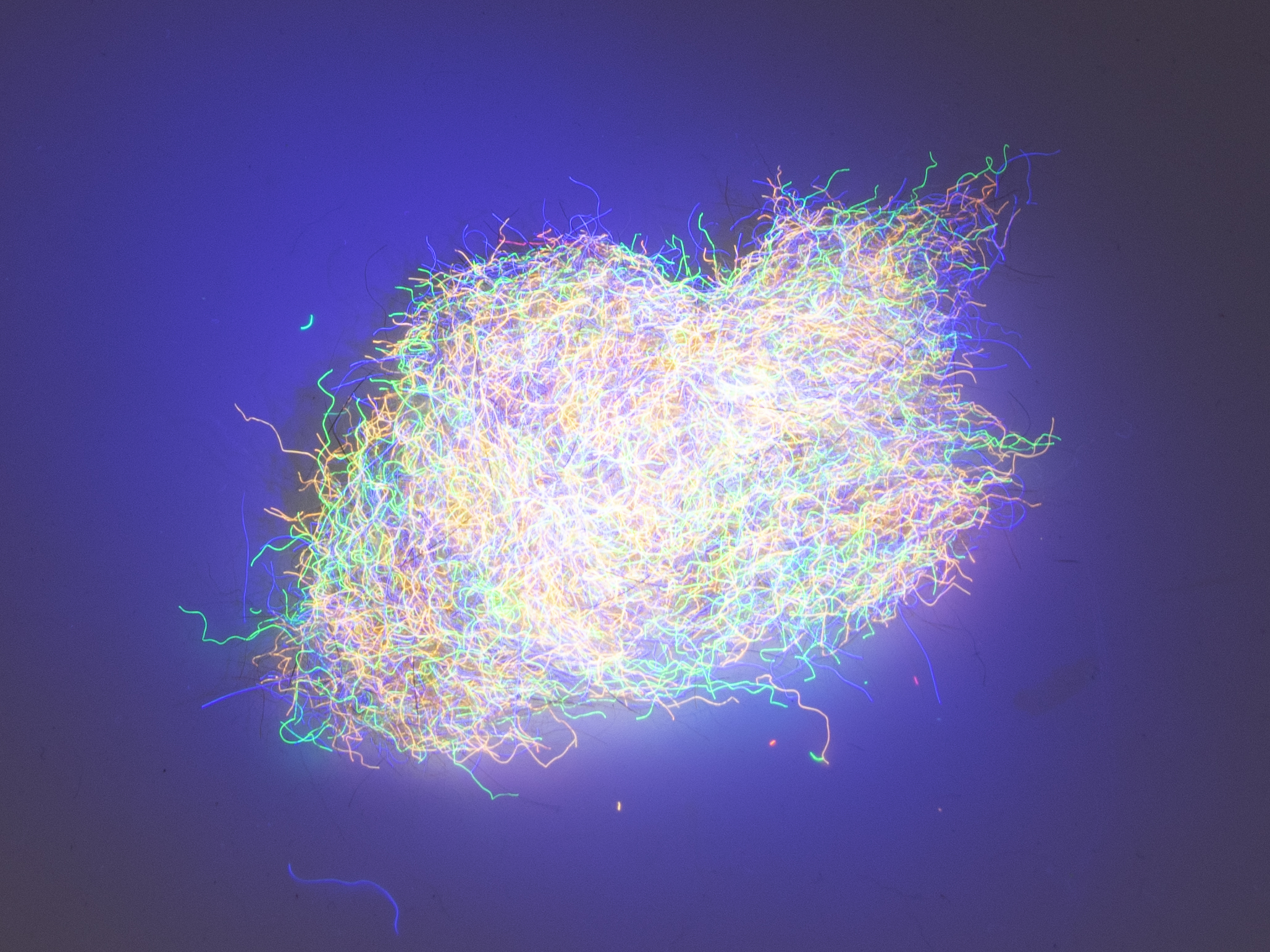 Nuclear Nymph Dubbing - Beige