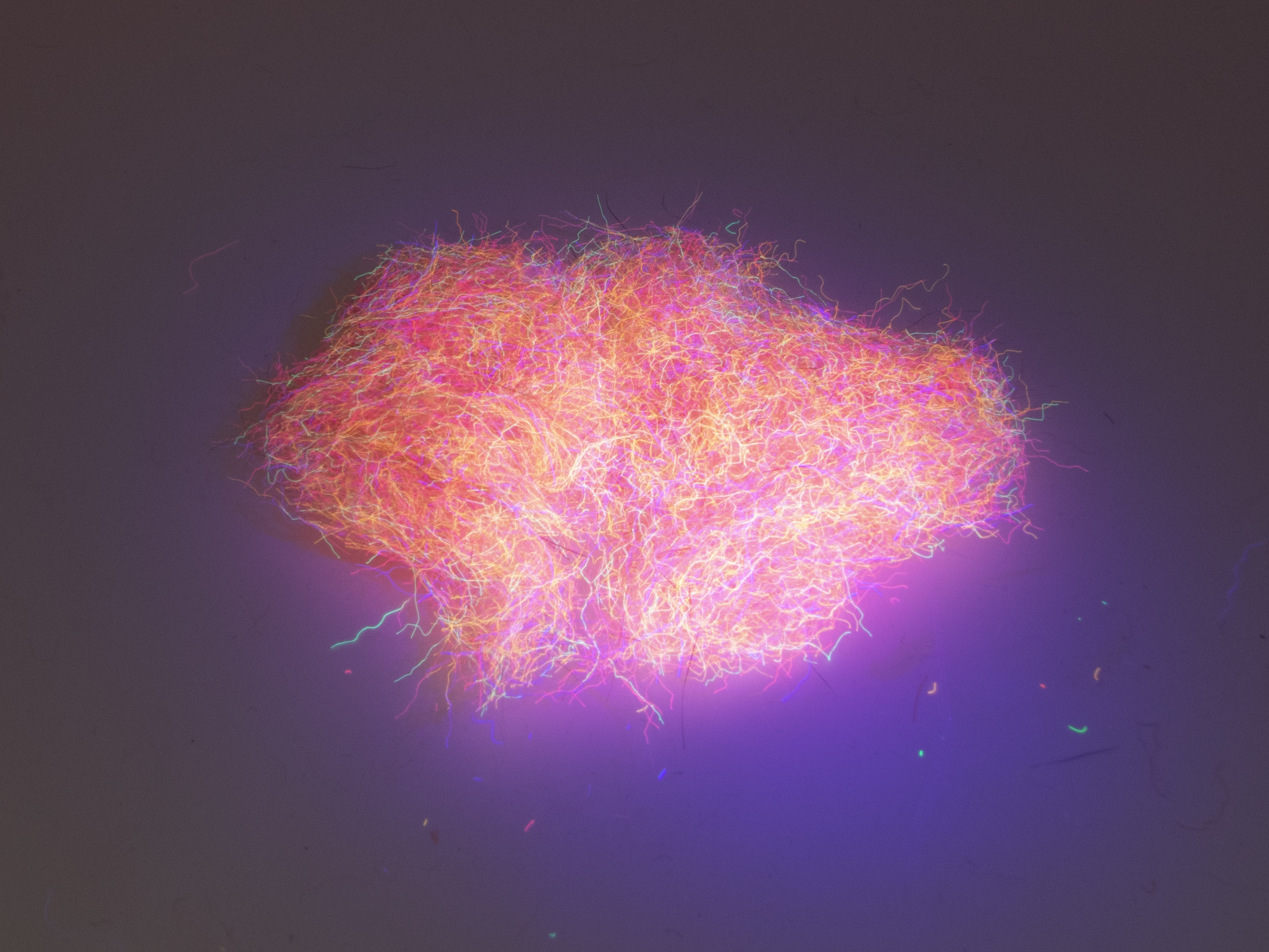 Nuclear Nymph Dubbing - Old Pink