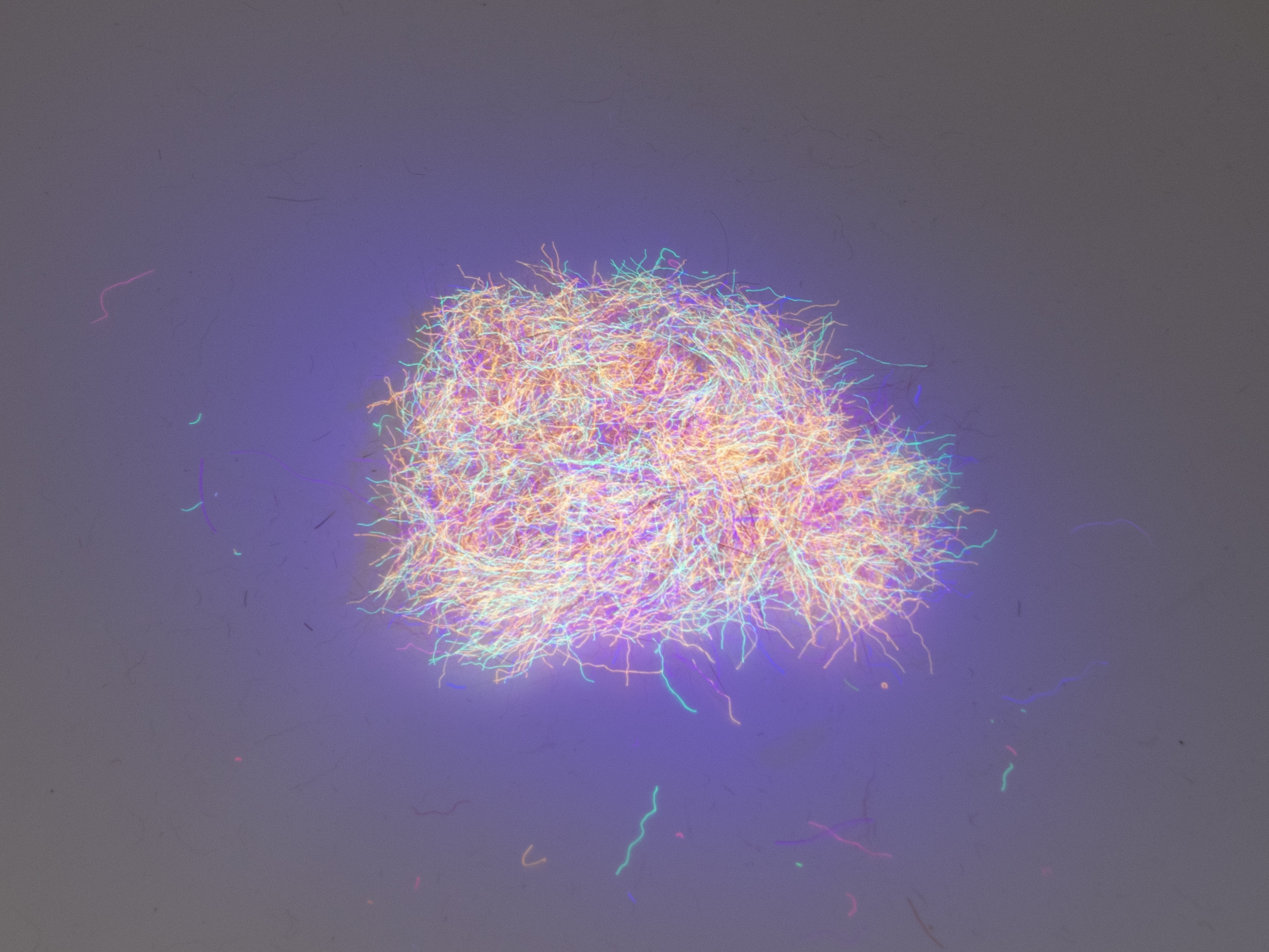 Nuclear Nymph Dubbing - Dark Pink Violet