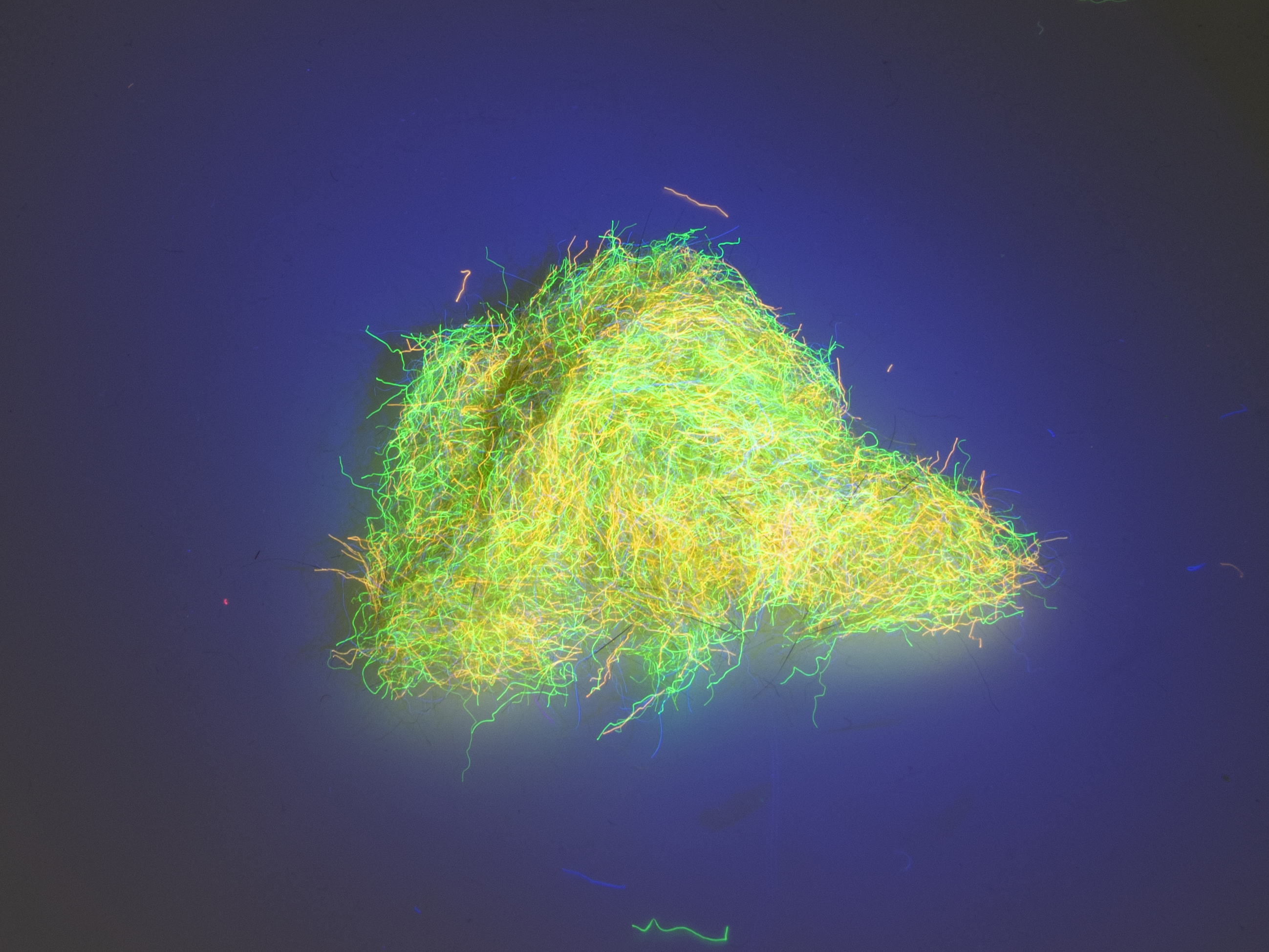 Nuclear Nymph Dubbing - Dark Yellow