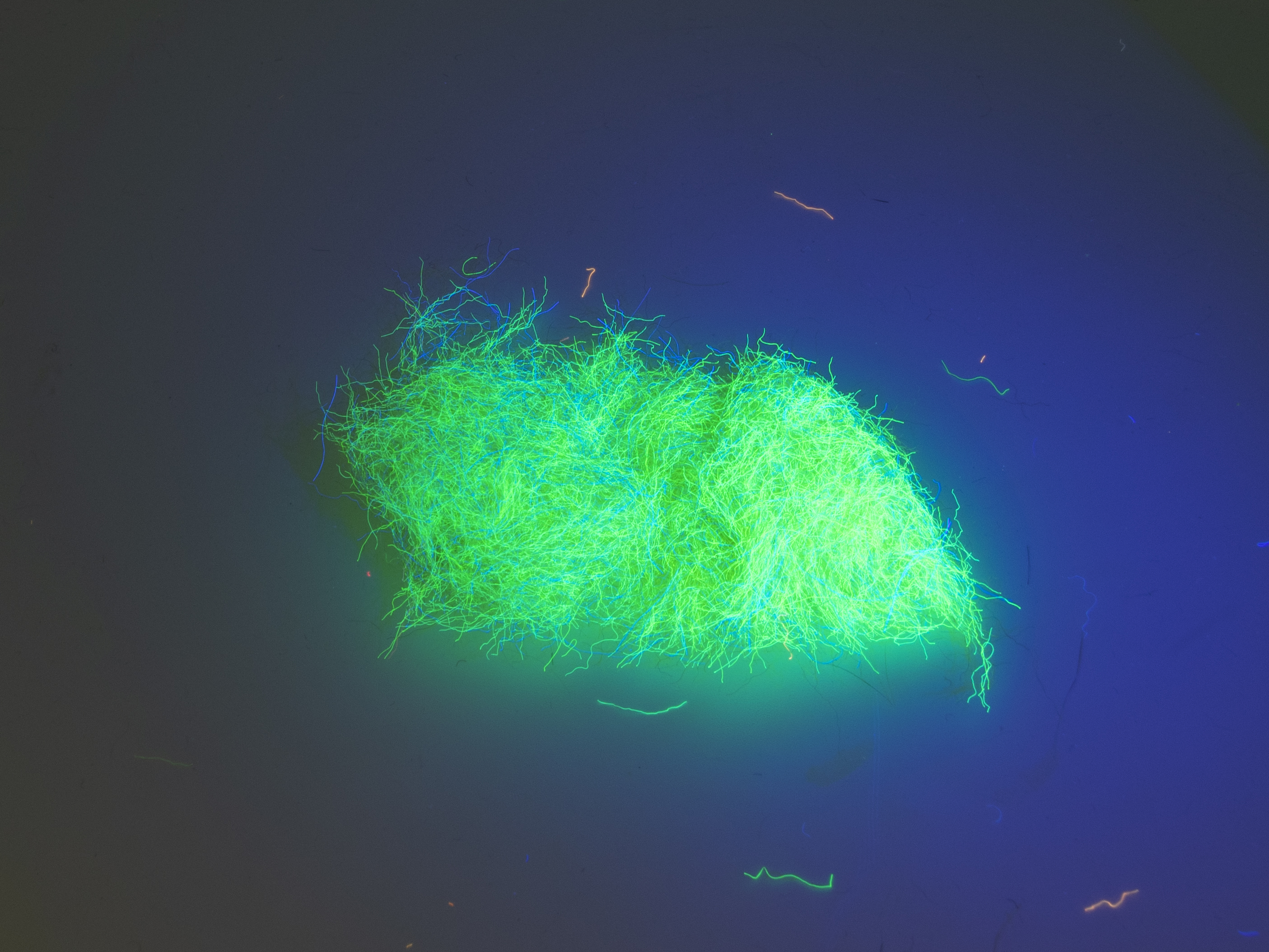Nuclear Nymph Dubbing - Fluo Yelow