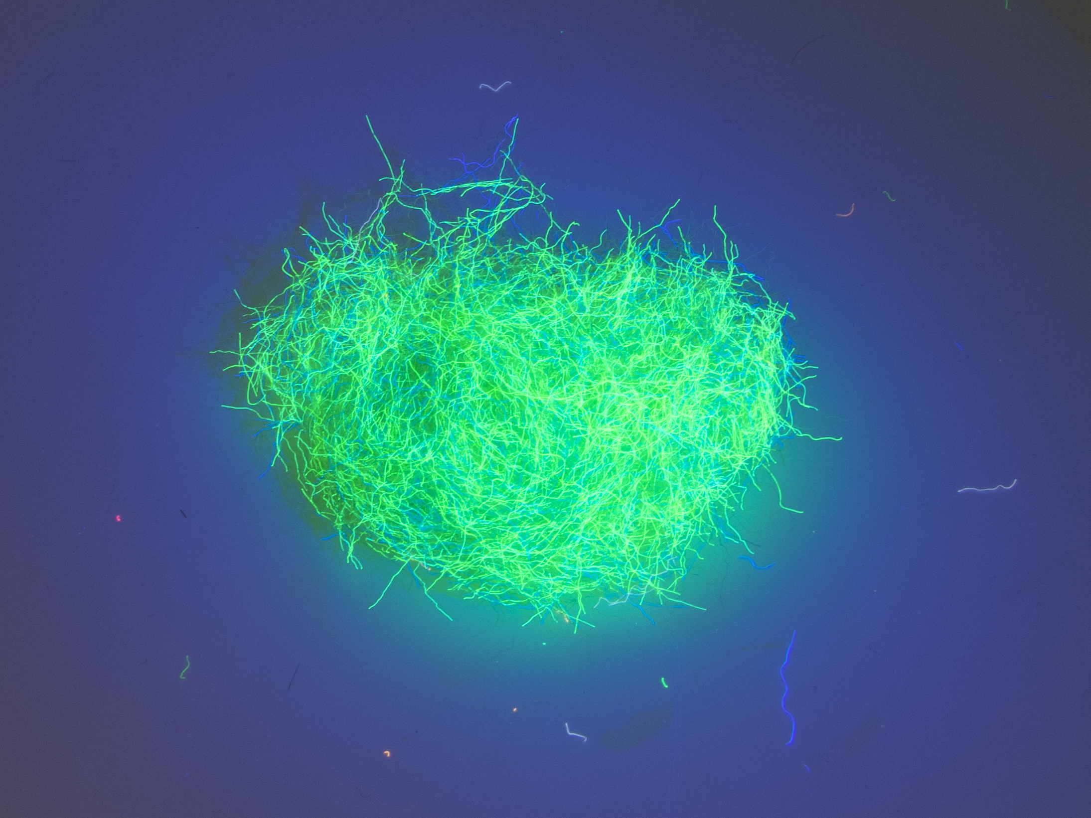 Nuclear Nymph Dubbing - Fluo Green