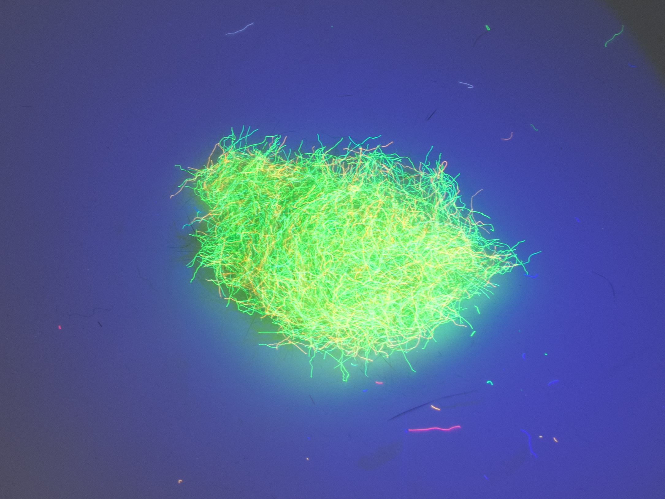 Nuclear Nymph Dubbing - Light Hydropsyche Green