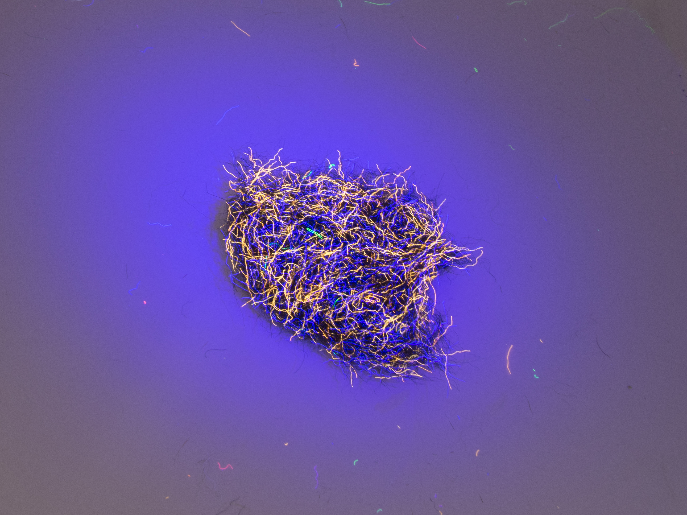 Nuclear Nymph Dubbing - Orange Black