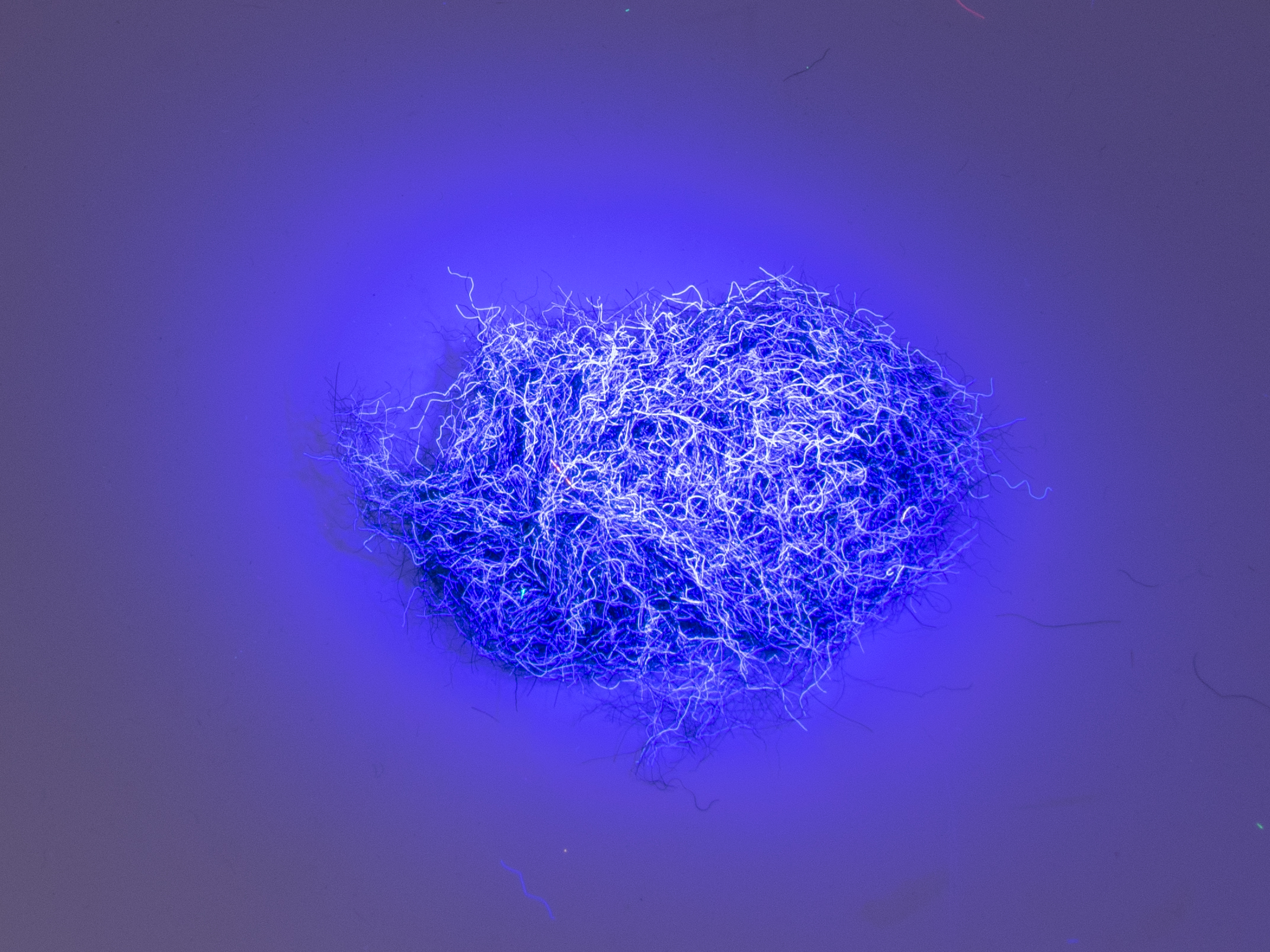 Nuclear Nymph Dubbing - Spice Black