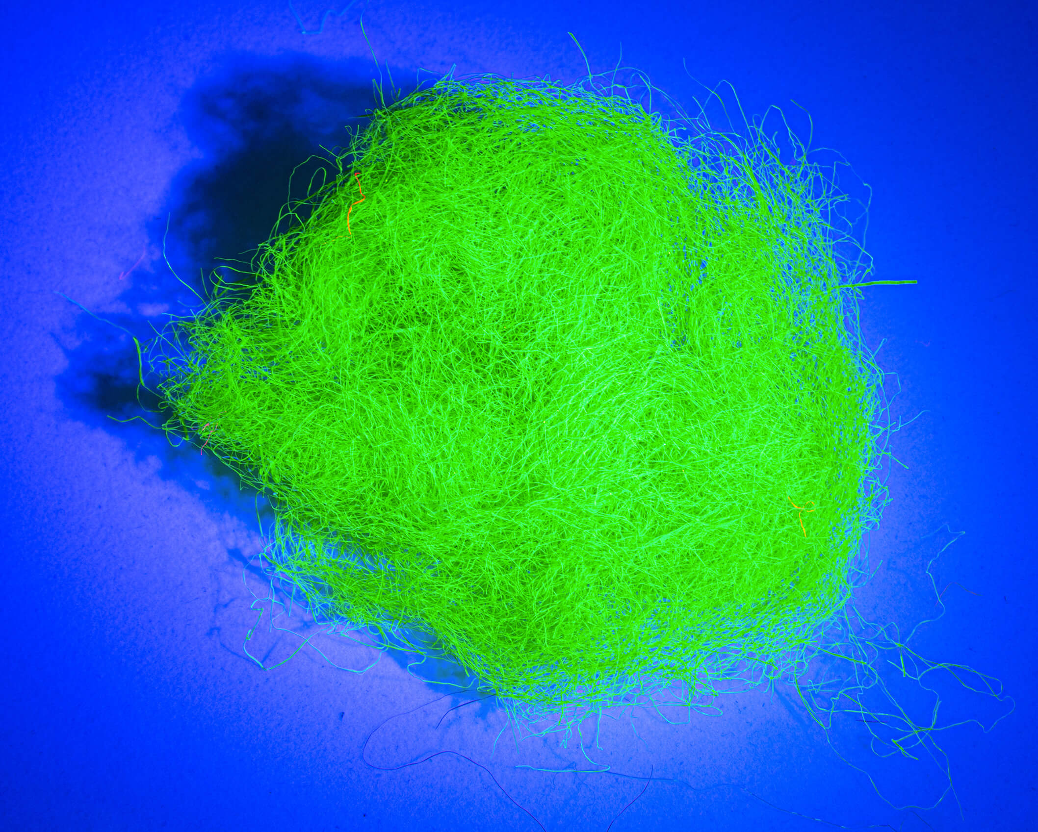 Nuclear Peacock dubbing - Hot Fluo Green