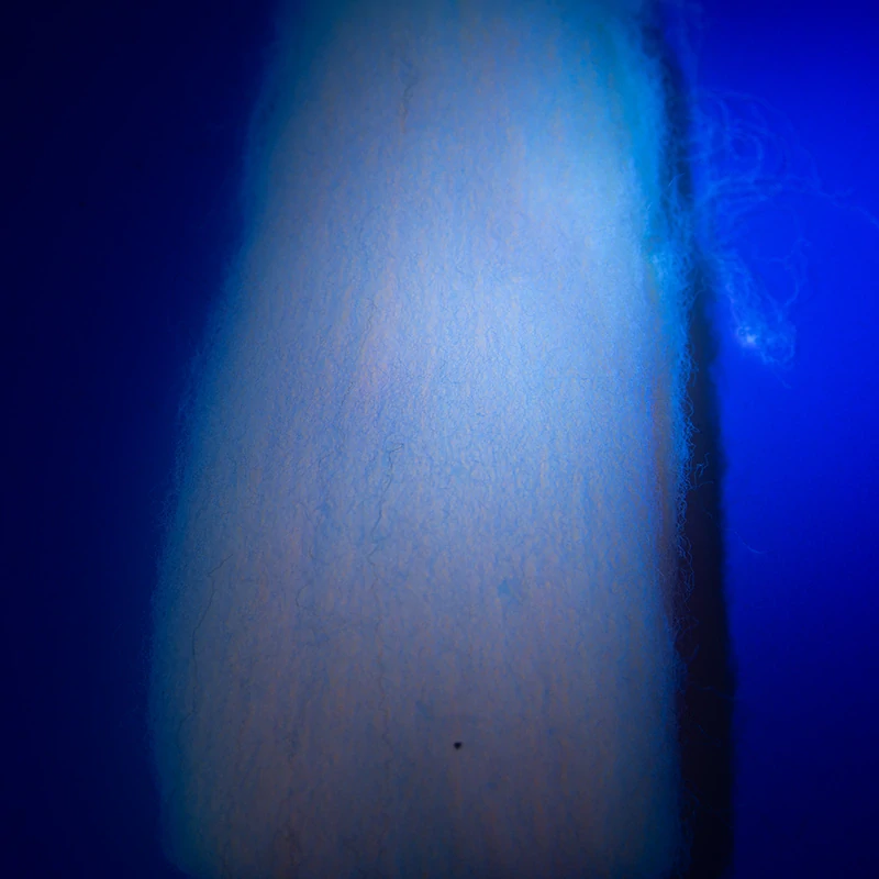 Nuclear Fish Egg & Fish Fry - Jasmine