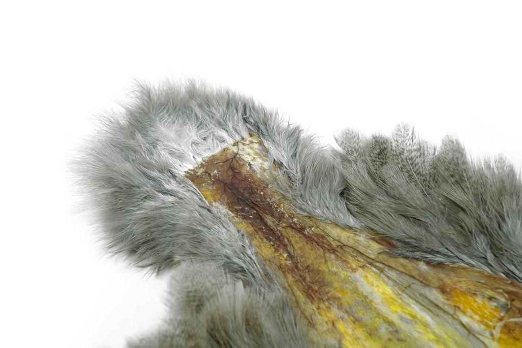 WHITING Brahma Hen SH/C, Mottled Grey