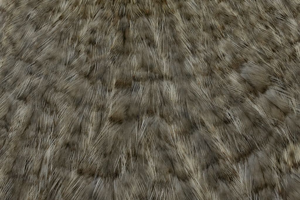 WHITING Coq de Leon Hen Cape Unique Variant