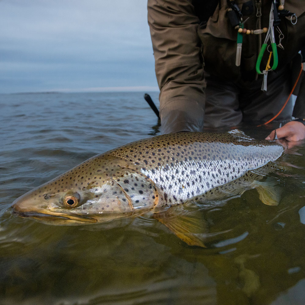 VISION Muškařská šňůra Meri -  fast intermediate