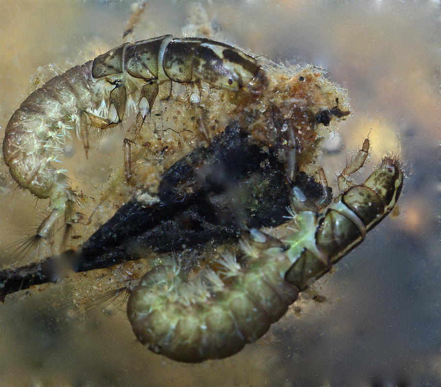 chrostík larva